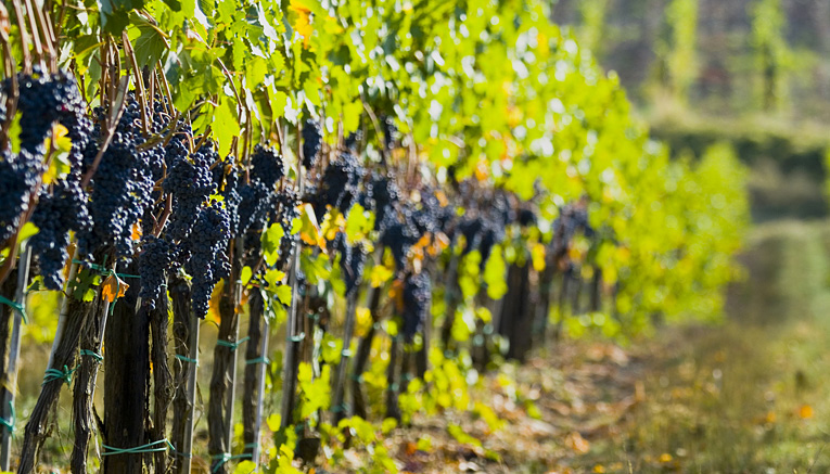 Bavi-alexandervalley-biking-3